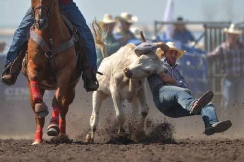 July 28, 2018 - Bonnyville, Alberta, Canada - Steer wrestler, Scott Guenthner from Consort, AB, in action during the second day of Bonnyville Pro Rodeo..On Saturday, July 28, 2018, in Bonnyville, Alberta, Canada. Bonnyville Canada - ZUMAn230 20180728_zaa_n230_626 Copyright: xArturxWidakx