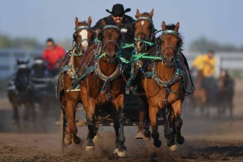 July 29, 2018 - Bonnyville, Alberta, Canada - Chuckwagon racing on the second day of Bonnyville Pro Rodeo..On Saturday, July 28, 2018, in Bonnyville, Alberta, Canada. Bonnyville Canada  - ZUMAn230 20180729_zaa_n230_068 Copyright: xArturxWidakx