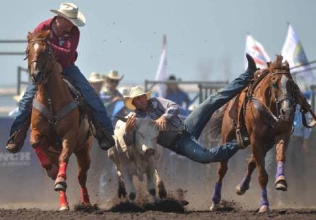 July 28, 2018 - Bonnyville, Alberta, Canada - Steer wrestler, Scott Guenthner from Consort, AB, in action during the second day of Bonnyville Pro Rodeo..On Saturday, July 28, 2018, in Bonnyville, Alberta, Canada. Bonnyville Canada - ZUMAn230 20180728_zaa_n230_625 Copyright: xArturxWidakx