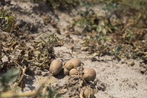 IMAGO Nature: Unsere Erde, Klimawandel, Dürren News Bilder des Tages Langandauernde Trockenheit zerstört die Kartoffelernte. Vertrocknete Kartoffelpflanzen *** Long-lasting drought destroys the potato harvest Dried potato plants