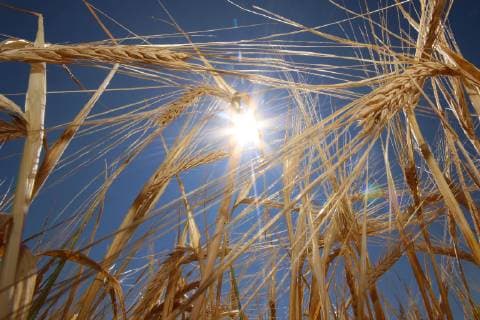 Drought in Hofheim Main Taunus District Hesse Germany Barley leaves the ears hanging in the hot midday sun