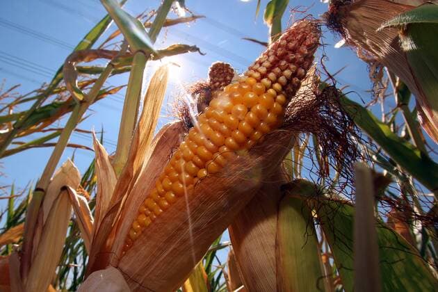 Drought in Hofheim Main Taunus District Hesse Germany Maize Zea mays with drought-related damage to the flasks and maize kernels n