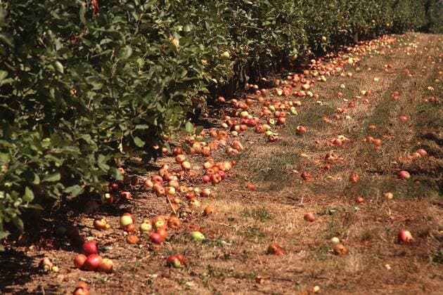 Drought in Hofheim Main Taunus Hesse Germany Apples are in the field after being thrown off the apple trees by drought stress