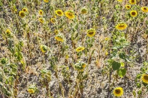IMAGO Nature: Unsere Erde, Klimawandel, Dürren News Bilder des Tages 06.08.18, Hannover , Sonnenblumen Trockenheit Dürre Hitze *** 06 08 18 Hanover sunflower dryness drought heat
