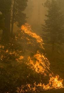 August 6, 2018 - Dardnelle, California, U.S.A - Fire runs up the side of Clarks Fork Road towards Camp Liahona Monday morning Aug. 6, 2018. The Donnell Fire in Tuolumne County has grown to 11,074 Acres according to the U.S. Forest Service. Dardnelle U.S.A - ZUMAbk2_ 20180806_zaf_bk2_002 Copyright: xMartyxBicekx