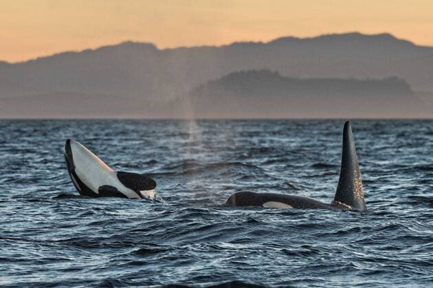 August 4, 2018 - Victoria, BC, Canada - Orcas in the Southern Resident Killer Whale endangered J Pod play in the Salish Sea at sunset August 4, 2018 off Vancouver Island, British Columbia, Canada. J-Pod Orcas have suffered declines in numbers and health and will be part of a program to treat them with antibiotics to assist the struggling pod. Victoria Canada - ZUMAe02_ 20180804_zaf_e02_001 Copyright: xRichardxEllisx