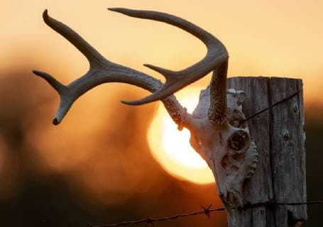 August 7, 2018 - Elkton, OREGON, U.S - The setting sun is turned orange from wildfire smoke as it sets behind a deer skull mounted on a fence near Elkton in western Oregon. Numerous wildfires are burning in Oregon and California creating smoky air. Elkton U.S. - ZUMAl31_ 20180807_zaf_l31_004 Copyright: xRobinxLoznakx