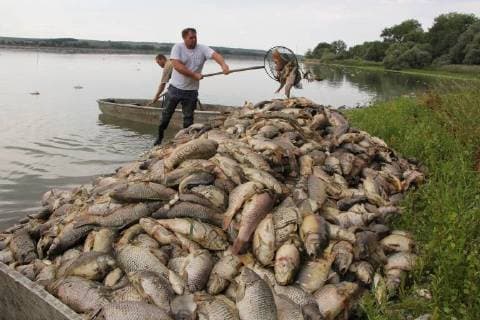 News Bilder des Tages In the Nesyt Pond, Czech Republic, due to a hot weather that causes lack of oxygen in water, died dozens of tons of fish. On the photo a fisherman piling up dead fish out of the pond on August 10, 2018. (CTKxPhoto VaclavxSalek) CTKPhotoP201808100620201  sal 01