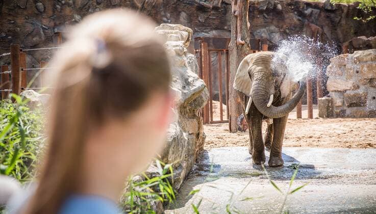 Renovated outdoor enclosure for the elephants in the Dresden Zoo