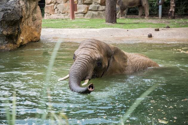 Renovated outdoor enclosure for the elephants in the Dresden Zoo