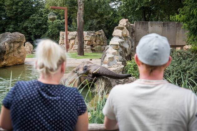 Renovated outdoor enclosure for the elephants in the Dresden Zoo