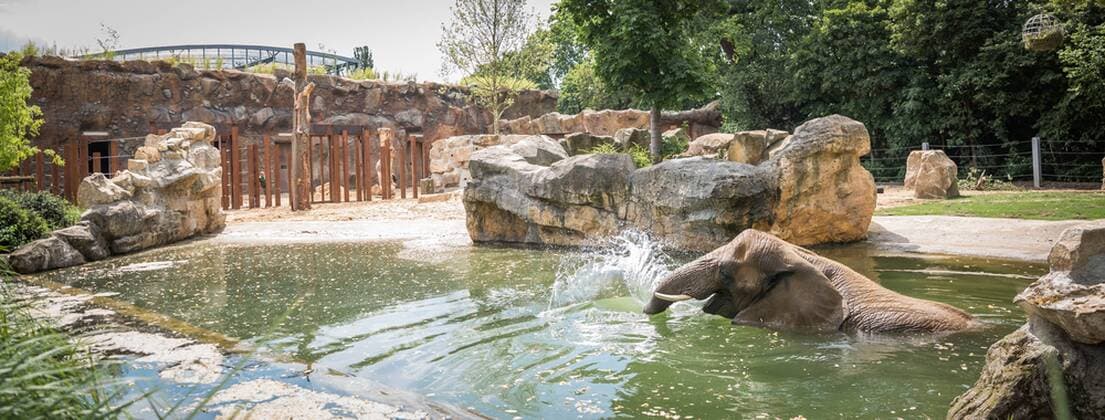 Renovated outdoor enclosure for the elephants in the Dresden Zoo