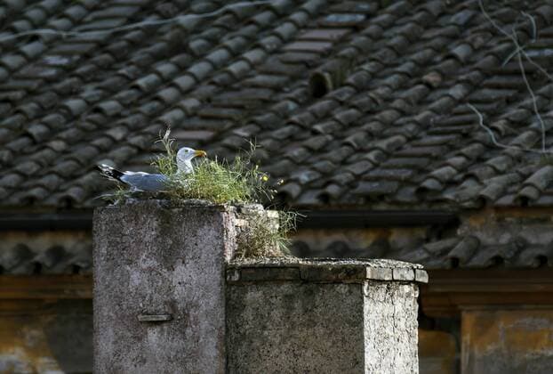 Mittelmeer-Moewe, Mittelmeermoewe (Larus michahellis, Larus cachinnans michahellis), auf dem Nest auf einem Dach, Italien, Rom Yellow-legged Gull (Larus michahellis, Larus cachinnans michahellis), on its net on a roof, Italy, Rome BLWS489711 Copyright: xblickwinkel M.xHickenx