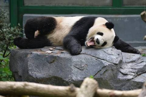 Entertainment Bilder des Tages August 20, 2018 - Nanjin, Nanjin, China - Nanjing, CHINA-An adorable panda at Hongshan Forest Zoo in Nanjing, east China s Jiangsu Province. Nanjin China  - ZUMAs145 20180820_zaa_s145_336 Copyright: xFangxDongxux