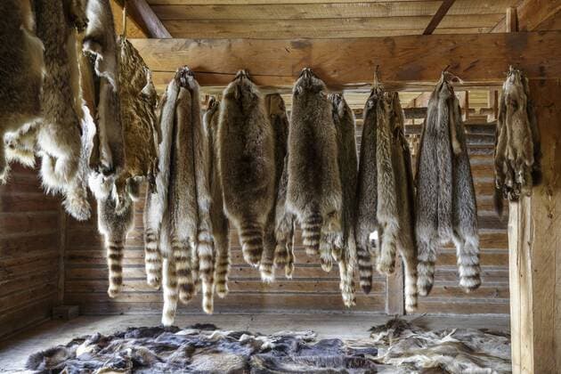 Raccoon fur pelts, Fort William Historical Park, Thunder Bay, Ontario, Canada.  acp106006 KenxGillespie