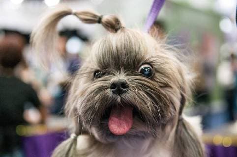 Entertainment Bilder der Woche KW34 Entertainment Bilder des Tages SÃO PAULO, SP - 21.08.2018: PET SOUTH AMERICA 2018 - During Pet South America 2018? the main business event of the Pet and Veterinary segment in Latin America. Event that happens from August 21 to 23, 2018, at São Paulo Expo - Rodovia dos Imigrantes km 1,5, São Paulo. x1591074x  FábioxGuinalz