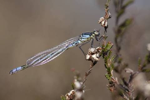Mond-Azurjungfer, Mondazurjungfer (Coenagrion lunulatum), Maennchen, Niederlande, Gelderland, Overasseltse vennen Irish damselfly, lunular damselfly (Coenagrion lunulatum), male, Netherlands, Gelderland, Overasseltse vennen BLWS490747 Copyright: xblickwinkel AGAMI F.xSardarx