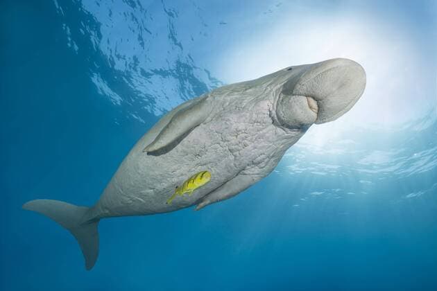 Dugong Dugong dugon with black-and-gold pilot mackerel Gnathanodon speciosus under the water surface. Red Sea. Hermes Bay Marsa Alam. Egypt Africa Copyright: imageBROKER/AndreyxNekrasov ibxaaa04732128.jpg