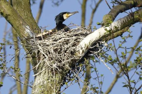 Cormorant Phalacrocorax carbo adult animal in the nest on a tree breeding season nature park river landscape Peenetal Mecklenburg Vorpommern Germany Europe Copyright: imageBROKER/VolkerxLautenbach ibxmmv04728503.jpg
