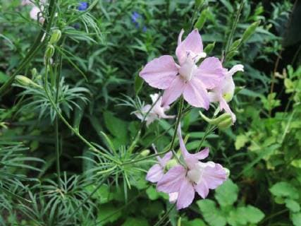 Garten-Rittersporn, Gartenrittersporn, Hyazinthenbluetiger Sommer-Rittersporn, Hyazinthenbluetiger Sommerrittersporn, Sommer-Rittersporn, Sommerrittersporn (Consolida ajacis, Delphinium ajacis), bluehend, rosa bluehende Sorte Doubtful knight s-spur, Larkspur, Annual Delphinium (Consolida ajacis, Delphinium ajacis), blooming BLWS491219 Copyright: xblickwinkel A.xJagelx