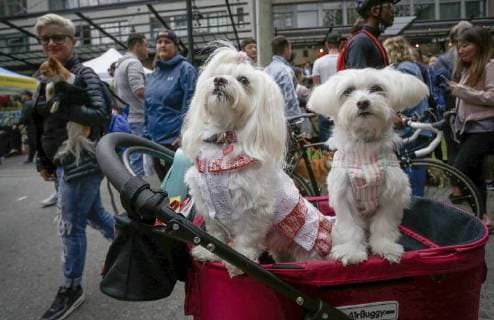 (180827) -- VANCOUVER, Aug. 27, 2018 -- Dogs are dressed with clothes while attending the Pet-A-Palooza event in Vancouver, Canada, Aug. 26, 2018. About 20,000 dog lovers attended the annual Pet-A-Palooza event here Sunday. The event allowed pet lovers to share the joy and experience with their pets through various activities. ) (zxj) CANADA-VANCOUVER-PET-EVENT LiangxSen 