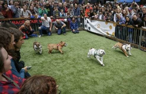 (180827) -- VANCOUVER, Aug. 27, 2018 -- People watch bulldog race during the Pet-A-Palooza event in Vancouver, Canada, Aug. 26, 2018. About 20,000 dog lovers attended the annual Pet-A-Palooza event here Sunday. The event allowed pet lovers to share the joy and experience with their pets through various activities. ) (zxj) CANADA-VANCOUVER-PET-EVENT LiangxSen 