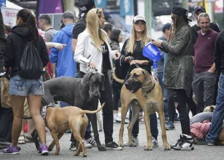 (180827) -- VANCOUVER, Aug. 27, 2018 -- People bring along their dogs to the street while attending the Pet-A-Palooza event in Vancouver, Canada, Aug. 26, 2018. About 20,000 dog lovers attended the annual Pet-A-Palooza event here Sunday. The event allowed pet lovers to share the joy and experience with their pets through various activities. ) (zxj) CANADA-VANCOUVER-PET-EVENT LiangxSen 