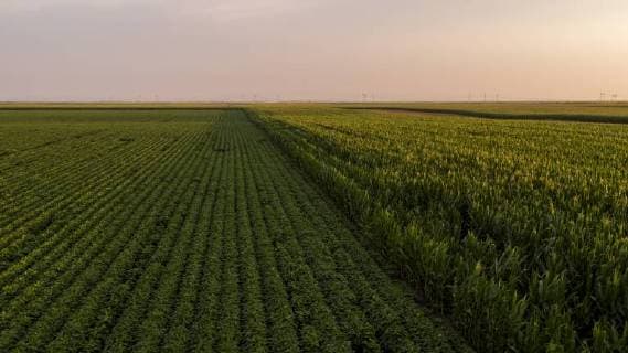 IMAGO Nature: Unsere Erde, Klimawandel, Ernährung, Pflanzen der Zukunft, Soja Serbia, Vojvodina, Aerial view of soybean and corn fields in late summer afternoon  NOF00056