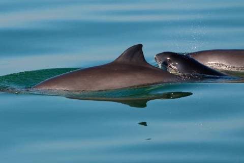 Gewoehnlicher Schweinswal, Braunfisch, Kleiner Tuemmler, Kleintuemmler (Phocoena phocoena), schwimmende Braunfische mit Jungtier, Niederlande, Oosterschelde Nationalpark common harbor porpoise, harbour porpoise, common porpoise, puffing pig (Phocoena phocoena), swimming puffing pigs with young animal, Netherlands, Oosterschelde National Park BLWS491566 Copyright: xblickwinkel AGAMI W.xJ.xStrietmanx