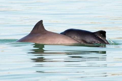 Gewoehnlicher Schweinswal, Braunfisch, Kleiner Tuemmler, Kleintuemmler (Phocoena phocoena), Jungtier mit Mutter an der Wasseroberflaeche, Niederlande, Oosterschelde Nationalpark common harbor porpoise, harbour porpoise, common porpoise, puffing pig (Phocoena phocoena), young animal with mother at the water surface, Netherlands, Oosterschelde National Park BLWS491557 Copyright: xblickwinkel AGAMI W.xJ.xStrietmanx