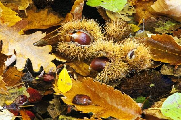 Edel-Kastanie, Edelkastanie, Ess-Kastanie, Esskastanie, Marone (Castanea sativa), Esskastanien mit stacheliger Huelle am Boden, Spanien Spanish chestnut, sweet chestnut (Castanea sativa), fruits on the ground, Spain BLWS491792 Copyright: xblickwinkel AGAMI O.xDiezx
