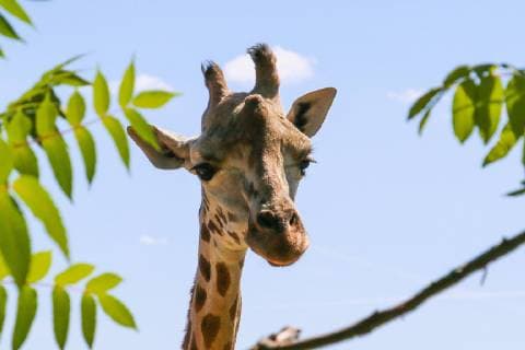 Amneville Theme photo Animals Giraffe Head Themes Animals Copyright: xEIBNER JuergenxAugstx EP_JOGI