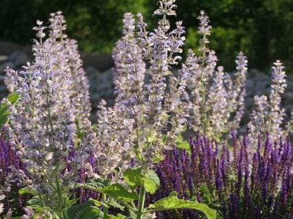 Blühender Salbei, Muskatellersalbei Salvia sclarea und Steppen-Salbei Salvia nemerosa - Blooming clary sage Salvia sclarea and woodland sage Salvia nemerosa *** Flowering sage Clary sage Salvia sclarea and steppe sage Salvia nemerosa Blooming clary sage Salvia sclarea and woodland sage Salvia nemerosa  1088810928