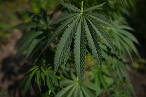 Kanada, am 17. Oktober beginnt der legale Verkauf von Cannabis August 28, 2018 - Edmonton, Alberta, Canada - Alberta is poised to see cannabis as a major industry †an opportunity for economic diversification..Less then 8 weeks remain untill the legalization of recreational marijuana use in Canada. .July 2018 was the initial legalisation date, however, provinces and territories, who are responsible for drafting their own rules regarding marijuana sales, have asked for an additional 8 to 12 weeks after the Senate approval to transition to the new framework. .In Alberta, private retailers will sell cannabis to those wanting to purchase in-person with online sales that are government-operated. .On Wednesday, August 29, 2018, in Edmonton, Alberta, Canada. Edmonton Canada - ZUMAn230 20180828_zaa_n230_431 Copyright: xArturxWidakx