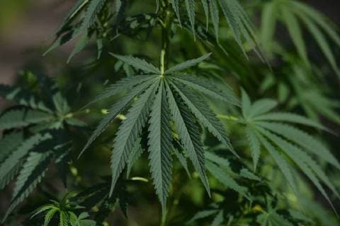 August 28, 2018 - Edmonton, Alberta, Canada - Alberta is poised to see cannabis as a major industry †an opportunity for economic diversification..Less then 8 weeks remain untill the legalization of recreational marijuana use in Canada. .July 2018 was the initial legalisation date, however, provinces and territories, who are responsible for drafting their own rules regarding marijuana sales, have asked for an additional 8 to 12 weeks after the Senate approval to transition to the new framework. .In Alberta, private retailers will sell cannabis to those wanting to purchase in-person with online sales that are government-operated. .On Wednesday, August 29, 2018, in Edmonton, Alberta, Canada. Edmonton Canada - ZUMAn230 20180828_zaa_n230_438 Copyright: xArturxWidakx