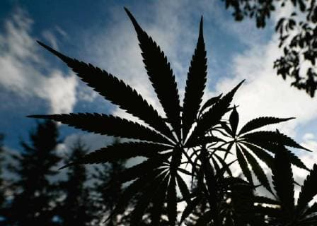 Kanada, am 17. Oktober beginnt der legale Verkauf von Cannabis August 28, 2018 - Edmonton, Alberta, Canada - Alberta is poised to see cannabis as a major industry †an opportunity for economic diversification..Less then 8 weeks remain untill the legalization of recreational marijuana use in Canada. .July 2018 was the initial legalisation date, however, provinces and territories, who are responsible for drafting their own rules regarding marijuana sales, have asked for an additional 8 to 12 weeks after the Senate approval to transition to the new framework. .In Alberta, private retailers will sell cannabis to those wanting to purchase in-person with online sales that are government-operated. .On Wednesday, August 29, 2018, in Edmonton, Alberta, Canada. Edmonton Canada - ZUMAn230 20180828_zaa_n230_434 Copyright: xArturxWidakx