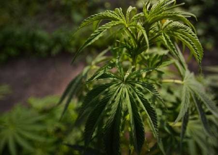 Kanada, am 17. Oktober beginnt der legale Verkauf von Cannabis August 28, 2018 - Edmonton, Alberta, Canada - Alberta is poised to see cannabis as a major industry †an opportunity for economic diversification..Less then 8 weeks remain untill the legalization of recreational marijuana use in Canada. .July 2018 was the initial legalisation date, however, provinces and territories, who are responsible for drafting their own rules regarding marijuana sales, have asked for an additional 8 to 12 weeks after the Senate approval to transition to the new framework. .In Alberta, private retailers will sell cannabis to those wanting to purchase in-person with online sales that are government-operated. .On Wednesday, August 29, 2018, in Edmonton, Alberta, Canada. Edmonton Canada - ZUMAn230 20180828_zaa_n230_428 Copyright: xArturxWidakx