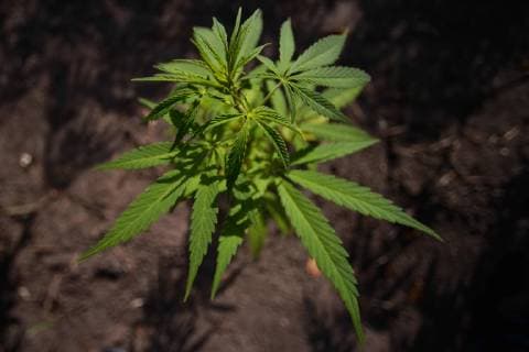 August 28, 2018 - Edmonton, Alberta, Canada - Alberta is poised to see cannabis as a major industry †an opportunity for economic diversification..Less then 8 weeks remain untill the legalization of recreational marijuana use in Canada. .July 2018 was the initial legalisation date, however, provinces and territories, who are responsible for drafting their own rules regarding marijuana sales, have asked for an additional 8 to 12 weeks after the Senate approval to transition to the new framework. .In Alberta, private retailers will sell cannabis to those wanting to purchase in-person with online sales that are government-operated. .On Wednesday, August 29, 2018, in Edmonton, Alberta, Canada. Edmonton Canada - ZUMAn230 20180828_zaa_n230_430 Copyright: xArturxWidakx