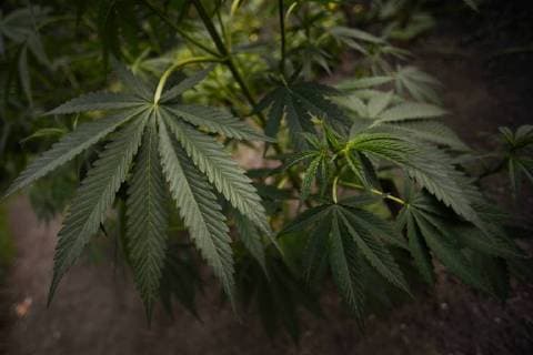 Kanada, am 17. Oktober beginnt der legale Verkauf von Cannabis August 28, 2018 - Edmonton, Alberta, Canada - Alberta is poised to see cannabis as a major industry †an opportunity for economic diversification..Less then 8 weeks remain untill the legalization of recreational marijuana use in Canada. .July 2018 was the initial legalisation date, however, provinces and territories, who are responsible for drafting their own rules regarding marijuana sales, have asked for an additional 8 to 12 weeks after the Senate approval to transition to the new framework. .In Alberta, private retailers will sell cannabis to those wanting to purchase in-person with online sales that are government-operated. .On Wednesday, August 29, 2018, in Edmonton, Alberta, Canada. Edmonton Canada - ZUMAn230 20180828_zaa_n230_433 Copyright: xArturxWidakx