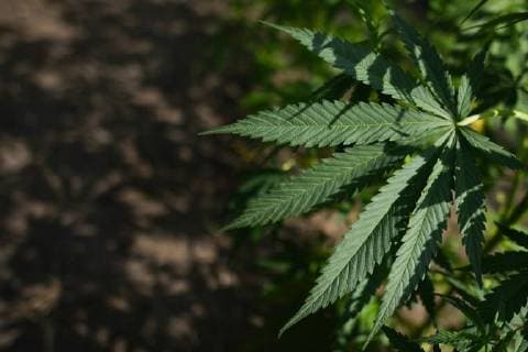 Kanada, am 17. Oktober beginnt der legale Verkauf von Cannabis August 28, 2018 - Edmonton, Alberta, Canada - Alberta is poised to see cannabis as a major industry †an opportunity for economic diversification..Less then 8 weeks remain untill the legalization of recreational marijuana use in Canada. .July 2018 was the initial legalisation date, however, provinces and territories, who are responsible for drafting their own rules regarding marijuana sales, have asked for an additional 8 to 12 weeks after the Senate approval to transition to the new framework. .In Alberta, private retailers will sell cannabis to those wanting to purchase in-person with online sales that are government-operated. .On Wednesday, August 29, 2018, in Edmonton, Alberta, Canada. Edmonton Canada - ZUMAn230 20180828_zaa_n230_429 Copyright: xArturxWidakx