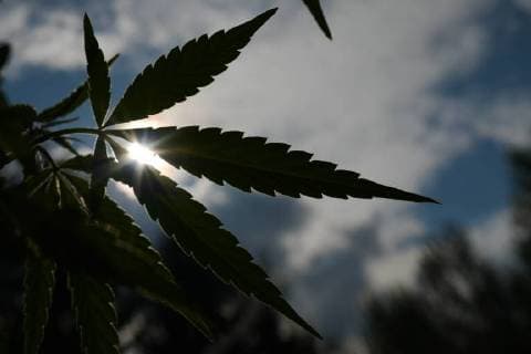 Kanada, am 17. Oktober beginnt der legale Verkauf von Cannabis August 28, 2018 - Edmonton, Alberta, Canada - Alberta is poised to see cannabis as a major industry †an opportunity for economic diversification..Less then 8 weeks remain untill the legalization of recreational marijuana use in Canada. .July 2018 was the initial legalisation date, however, provinces and territories, who are responsible for drafting their own rules regarding marijuana sales, have asked for an additional 8 to 12 weeks after the Senate approval to transition to the new framework. .In Alberta, private retailers will sell cannabis to those wanting to purchase in-person with online sales that are government-operated. .On Wednesday, August 29, 2018, in Edmonton, Alberta, Canada. Edmonton Canada - ZUMAn230 20180828_zaa_n230_439 Copyright: xArturxWidakx