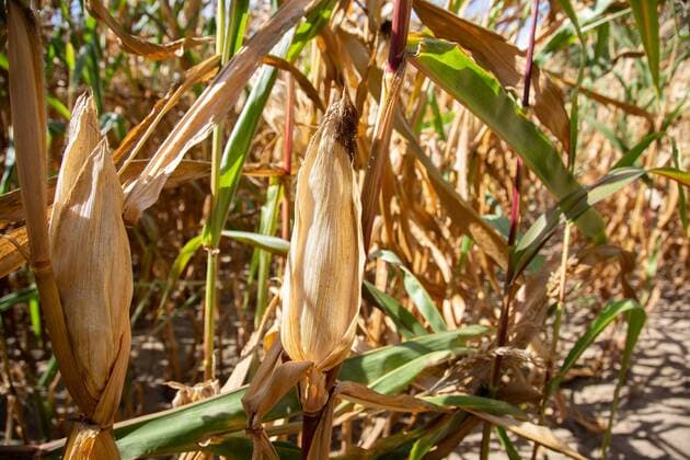 Dry corn field agriculture