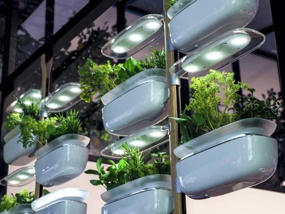 Bosch, Kräutergarten, Messedesign, IFA 2018, Berlin, Internationale Funkaustellung *** Bosch Herb Garden Trade Fair Design IFA 2018 Berlin International Funkaustellung Copyright: xKTHx ALLDE889337