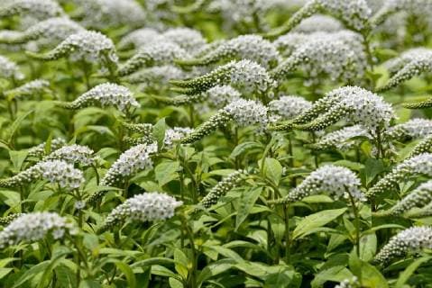  Schnee-Felberich (Lysimachia clethroides), Blütenstand, Deutschland, Europa *** Snow Felberich Lysimachia clethroides inflorescence Germany Europe Copyright: imageBROKER/Frederik ibxrba04740352.jpg