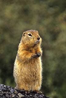 Arctic Ground Squirrel (Spermophilus parryii), Yukon, Canada  acp116840 CarlxHanninen