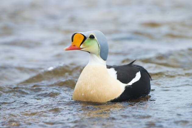 Male king eider (Somateria spectabilis), Victoria Island, Nunavut, Arctic Canada  acp117135 WaynexLynch