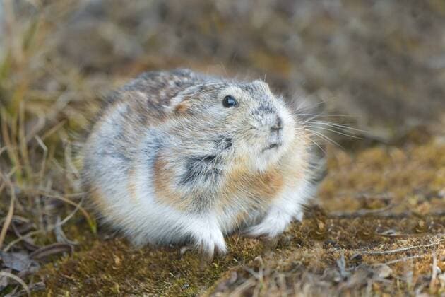 Northern collared lemming (Dicrostonyx groenlandicus), Victoria Island, Nunavut, Arctic Canada  acp117175 WaynexLynch