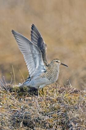 Pectoral sandpiper (Calidris melanotos), Victoria Island, Nunavut, Arctic Canada  acp117196 WaynexLynch