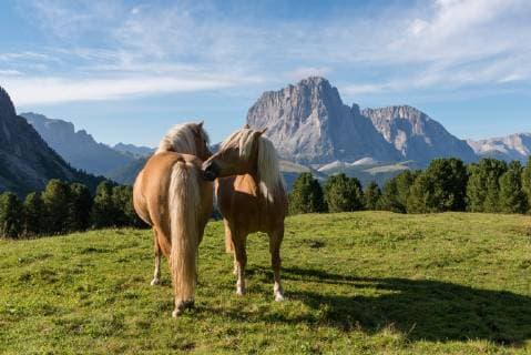 Dolomites In the UNESCO World Natural Heritage Natural Park Puez Geisler Haflinger Horses in front of the Sassolungo Selva South Tyrol Italy Copyright: argumx xThomasxEinberger
