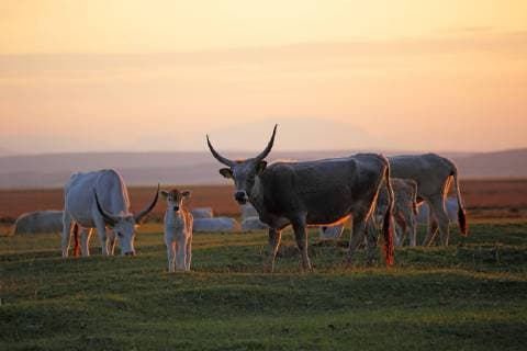 Hungarian Steppe Cattle Hungarian Gray Child Bos primigenius Bos taurus Puszta Burgenland Lower Austria Europe Sunset Evening mood McPOTF McPOTF